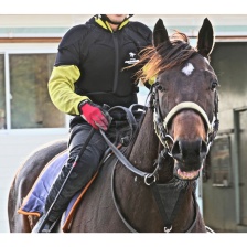 Защита для верховой езды Komine SK-832 Horse Riding Protection Wear